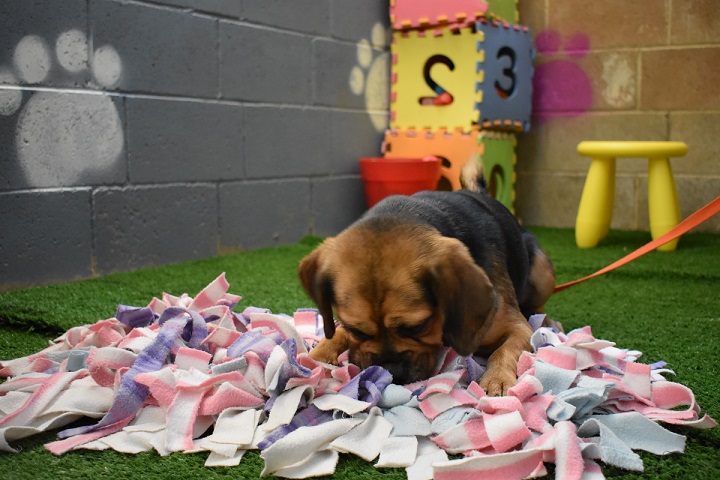 Dog playing with Snuffle Mat
