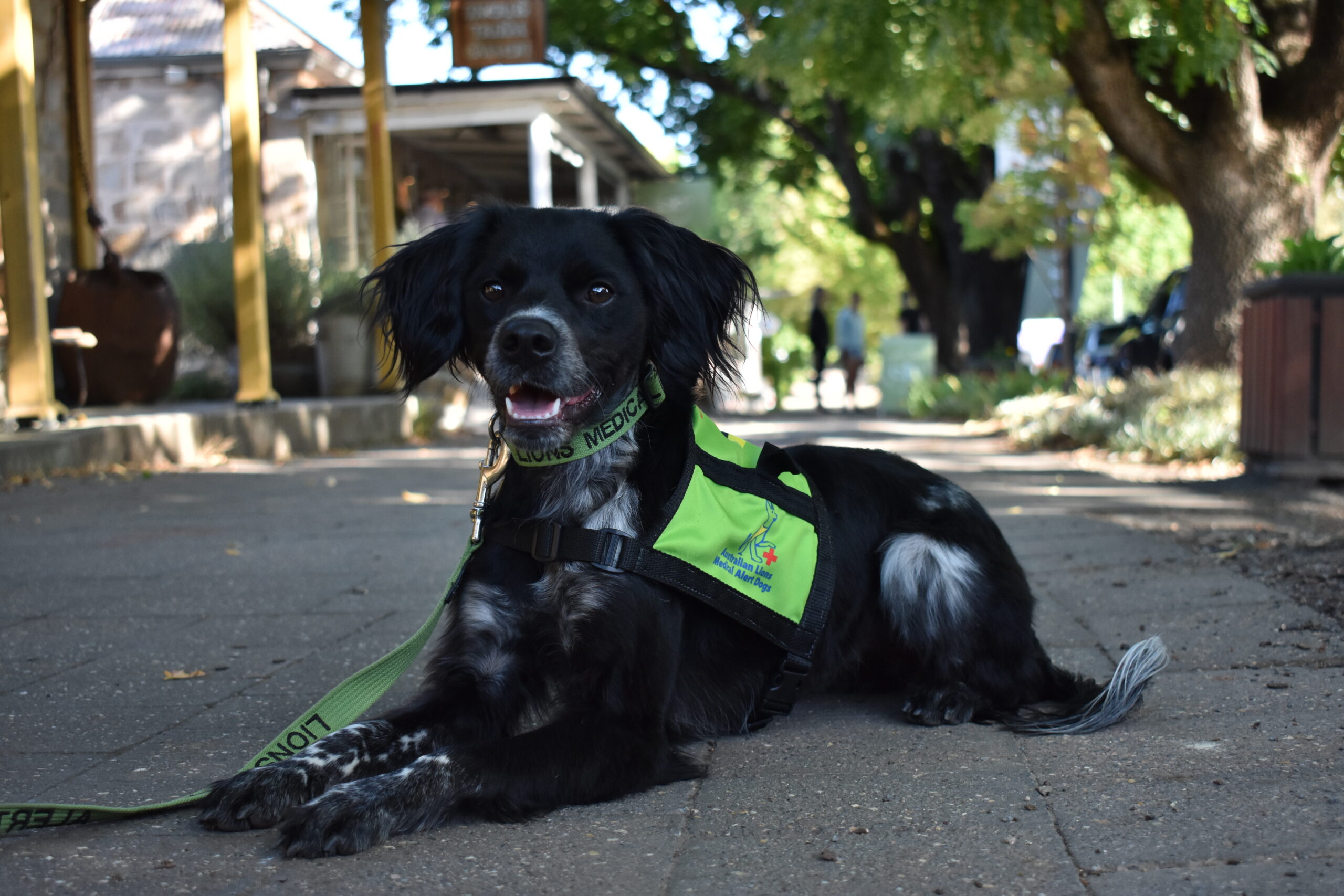 2024 Calendar Australian Lions Hearing Dogs   Belle Nov Scaled 