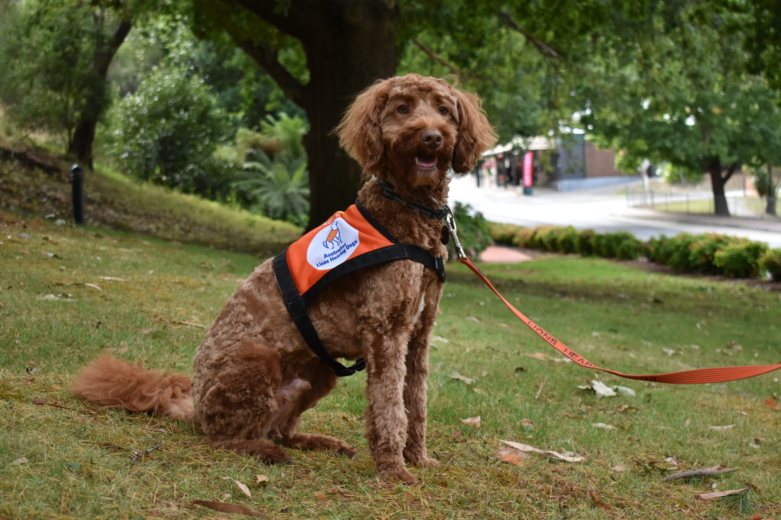 2024 Calendar Australian Lions Hearing Dogs   Lee April Scaled 