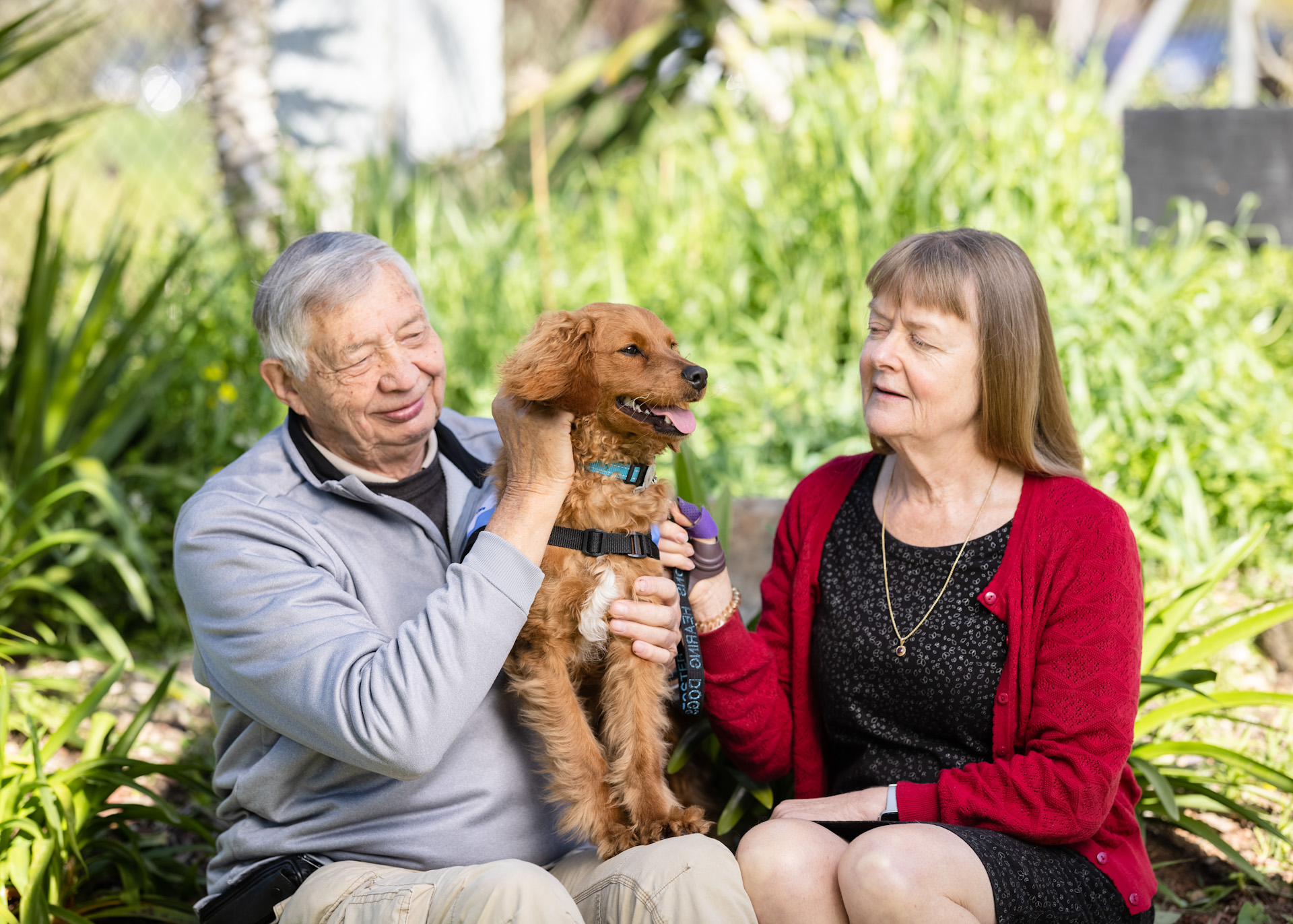 become-a-puppy-socialiser-australian-lions-hearing-dogs